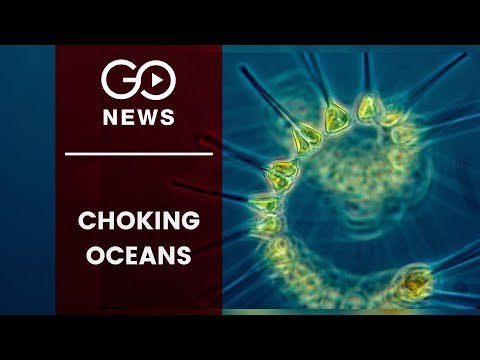 Plastic Threatening Marine Biodiversity