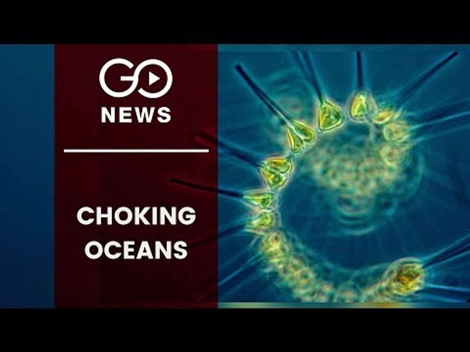 Plastic Threatening Marine Biodiversity