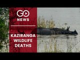 Kaziranga Deluge Takes Toll On Wildlife