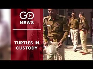 Rescued Turtles Under Watch In Chhattisgarh