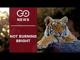 Tiger Reserves Without Tigers