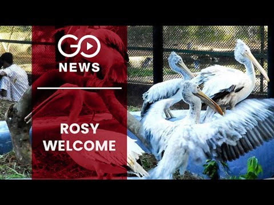 Rosy Birth For A Pelican