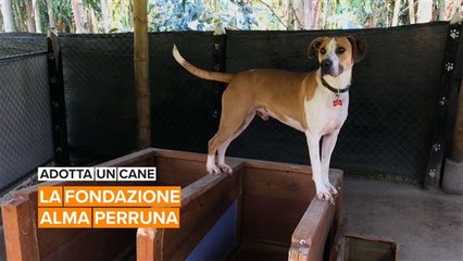 Adotta un cane: la fondazione 'Alma Perruna'