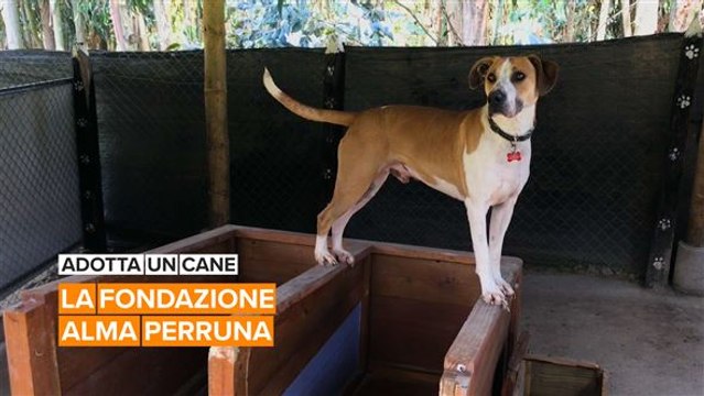 Adotta un cane: la fondazione 'Alma Perruna'