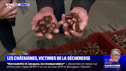 Скачать видео: À cause de la sécheresse, la récolte de châtaignes s'annonce moins importante que l'an dernier