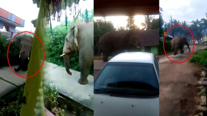 ಚಿನ್ನಳ್ಳಿ ಗ್ರಾಮದೊಳಗೆ ಎಂಟ್ರಿ ಕೊಟ್ಟು ಗಾಂಭೀರ್ಯ ಹೆಜ್ಜೆ ಹಾಕಿದ ಕಾಡಾನೆ