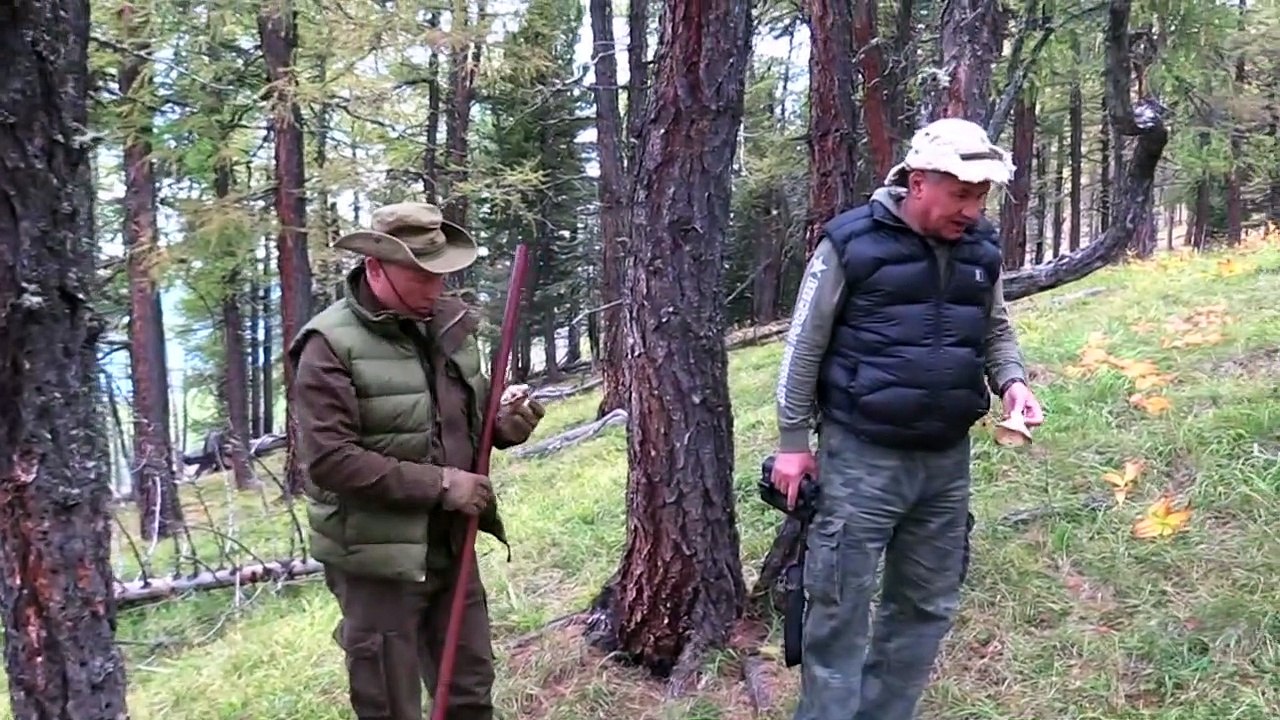 Putin sucht Pilze am Geburtstag