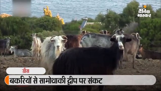 10 हजार से ज्यादा बकरियों ने सामोथ्राकी द्वीप की वनस्पति चरी; इलाका वीरान मैदान बना, पर्यटक घटे