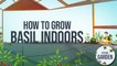 How to grow Basil Indoors | Kitchen Garden | Tofiq Pasha | Masala TV