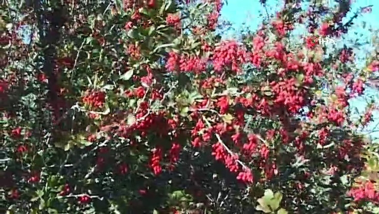 Posof’ta sonbahar ve ilkbahar birlikte yaşanıyor