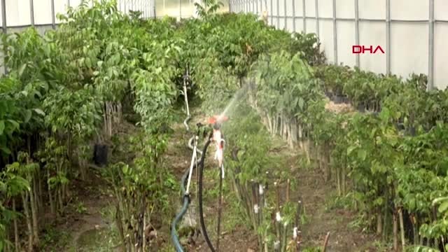 Bitlis adilcevaz'da ceviz hasadı başladı