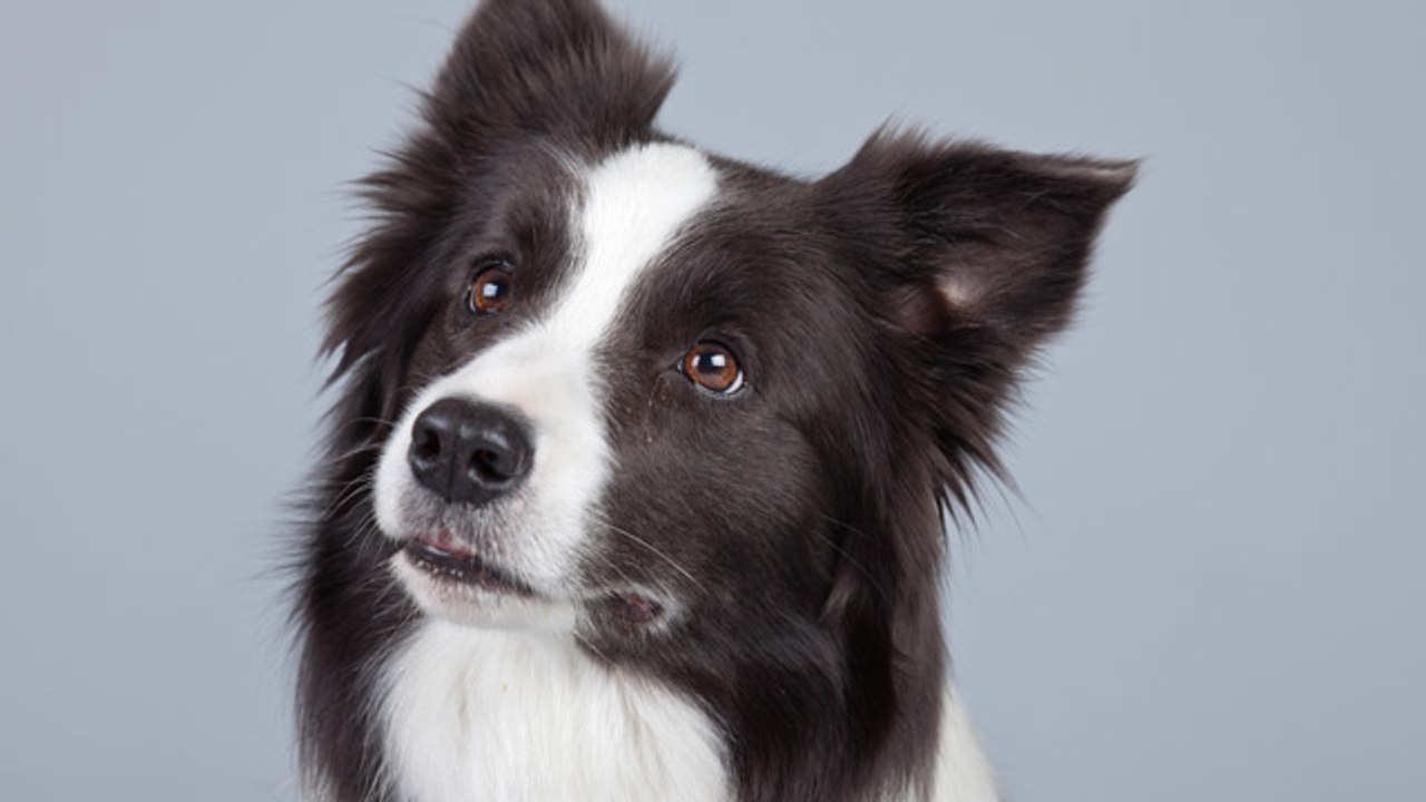 El border collie que sabe hacer de todo