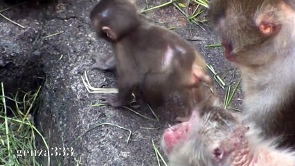 Snow Baby Monkeys Video 5 - Baby Animal Video_HD
