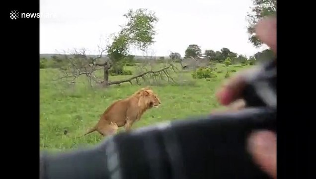 Reckless tourist gets out of his car mid-safari to film lions in Kruger National Park