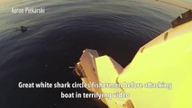 Un requin traque un bateau avant de l'attaquer brutalement