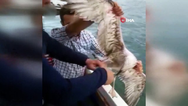 Ayağına kanca takılan martıyı balık tutmaya çıkan polisler kurtardı