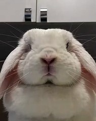 Ce lapin remue son nez de façon frénétique et c'est hyper hilarant - Vidéo  Dailymotion