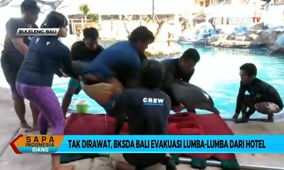 Tak Dirawat, BKSDA Bali Evakuasi Lumba-Lumba dari Hotel