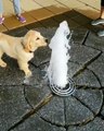 Ce chien s’amuse comme un fou dans une fontaine à eau et c’est beaucoup trop mignon !