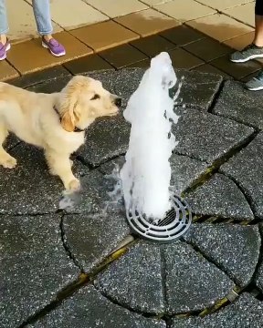 Ce chien s’amuse comme un fou dans une fontaine à eau et c’est beaucoup trop mignon !