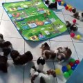 Voila une video avec d'adorables petits chiots ! Qu'ils sont mignons !