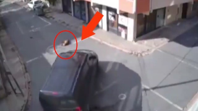 Uyuyan köpeğe aldırış etmeden ezerek geçti!