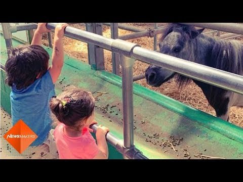Taimur Ali Khan And Inaaya Hanging Around At A Farm In England Is Too Cute For Words | SpotboyE