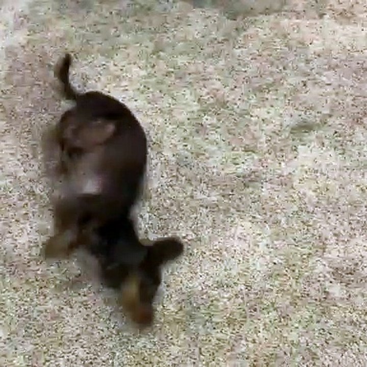 Ce chien fait des drôles de grimaces; qui rend sa vie encore plus heureuse