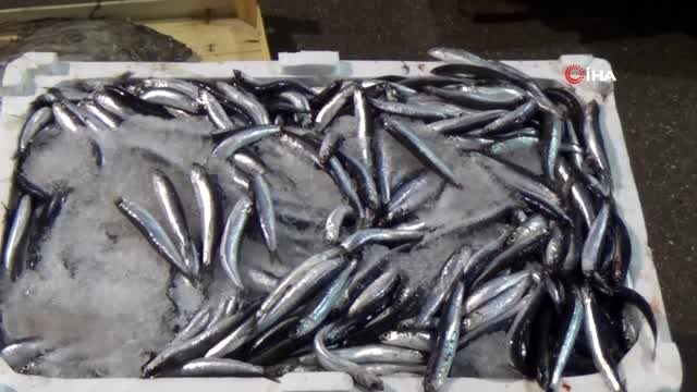 Adeta dört gözle beklenen Palamut balıkçı tezgahlarındaki yerini aldı