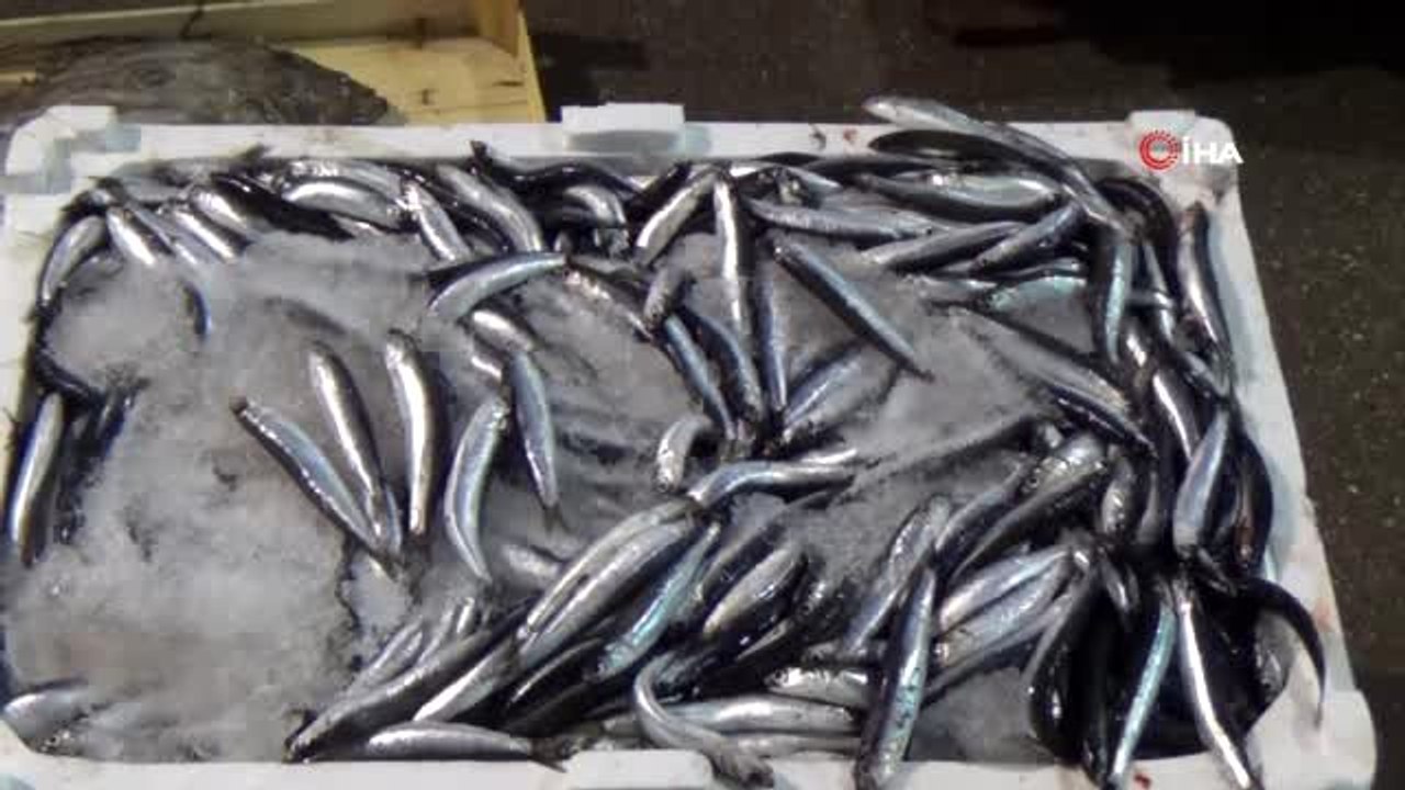 Adeta dört gözle beklenen "Palamut" balıkçı tezgahlarındaki yerini aldı