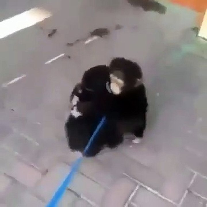 Les extraordinaires retrouvailles de deux bébés singes séparés