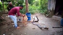 15-foot-long king cobra rescued from toilet shed in south-east India