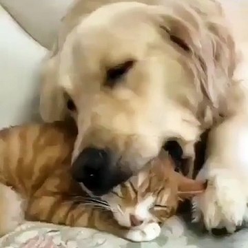 Ce minou dort confortablement entre les crocs de ce gros chien. Du jamais-vu !