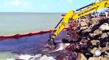 100 Tonnen Öl an Brasiliens Stränden: Bolsonaro verdächtigt Ausland