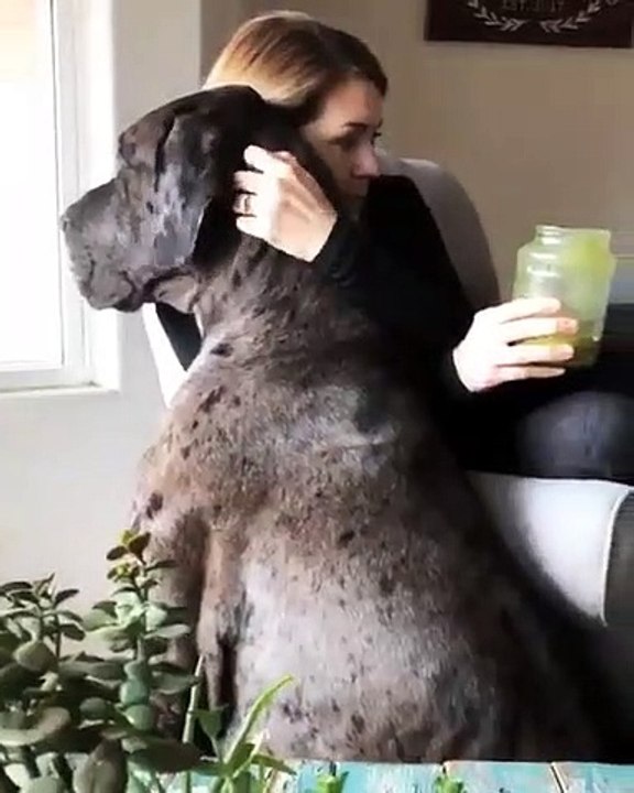 Ce chien gigantesque n'est en fait qu'un gros toutou qui aime les calins