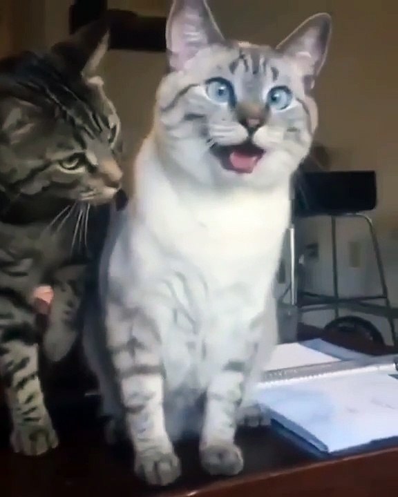 Ce chien réagit d’une manière rigolo quand on lui donne des baisers au cou !