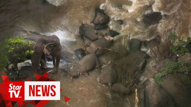 11 wild elephants drown in Thai waterfall