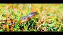 Tavas kurbağasını koruma çalışmaları - DENİZLİ