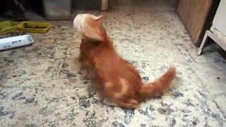 Male Cat Plays With Dead Rat