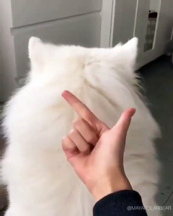 Il était une fois, le chien qui adorait les billets de banque