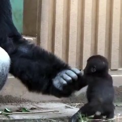 Une petite mignonnerie qui fait faire "oooh"Un moment rare et adorable entre un bébé singe et sa maman