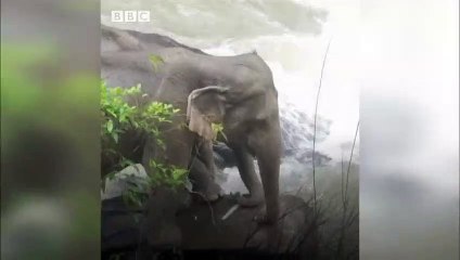 Tayland'da 'şelaleden düşen yavru fili kurtarmaya çalışan' 11 fil öldü