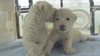 Rare white lion twins born in China after National Day