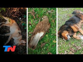 Misterio en Pilar: murieron más de 40 mascotas en 3 meses. ¿Las están envenenando?