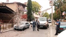 Park halindeki otomobilin üzerine ağaç devrildi - DENİZLİ