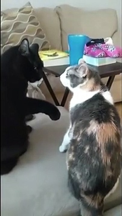 Prise de judo d'un chat, il met l'autre à terre par Ippon d'un coup de patte !