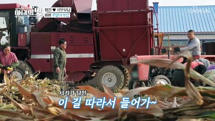 10만평 옥수수 수확 大작전 ♬ 대륙의 농사 스케일