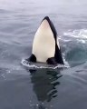Une magnifique vidéo montre une orque faisant des plongées à couper le souffle
