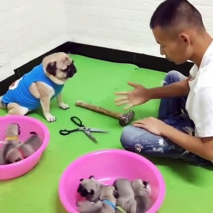 Ce chien est incroyablement intelligent. Admirez le dans ses oeuvres