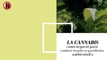 LA CANNABIS como negocio para combatir la pobreza y problemas ambientales